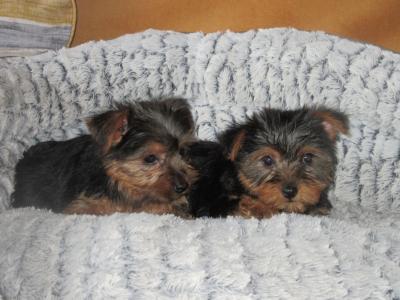 Yorkshire Terrier puppies in Carlow
